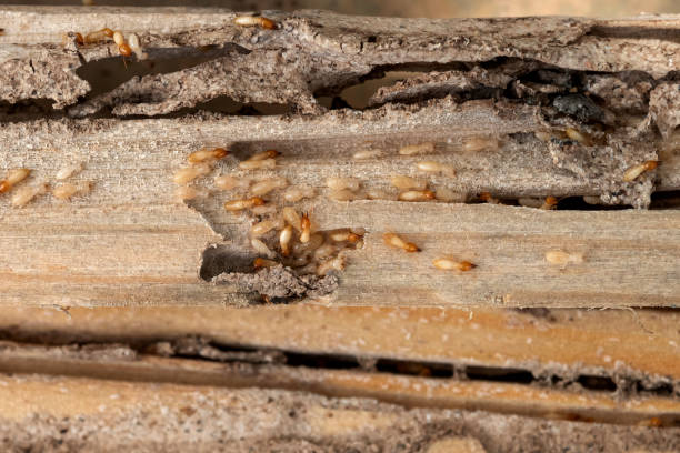 Best Flea Control Services  in Luling, LA